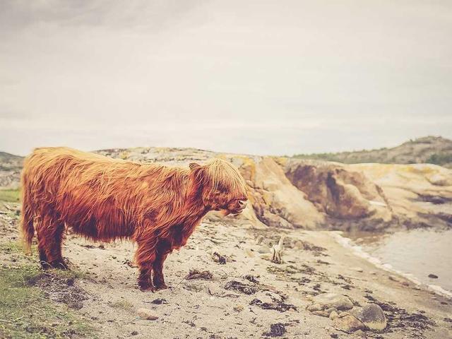 sylvia_hettinger_UnKs