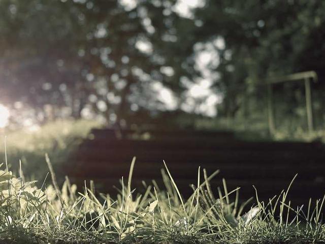 الحارث الحميد