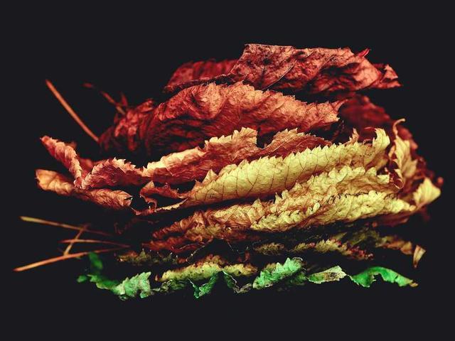 lubowitz_adelbert_HoxQ