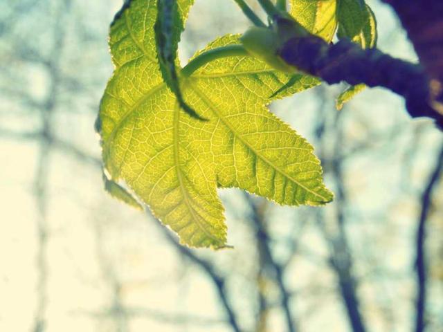 gjerde_Xe19