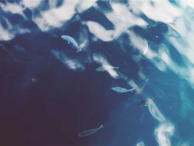 schamberger_virginie_S3KV