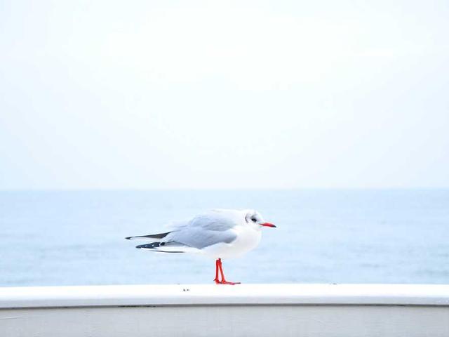 alessandro_herzog_kUht