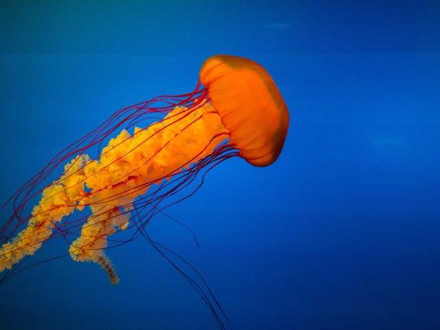 jtillman_8gUI