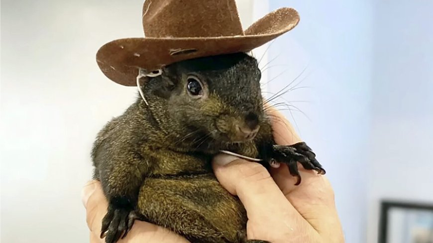 The man who took in orphaned Peanut the squirrel says it’s ‘surreal’ officials euthanized his pet