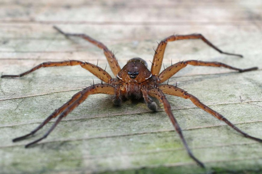 Zoo Celebrates Releasing Thousands of 'Giant Spiders' that Grow to Be the Size of a Human Hand