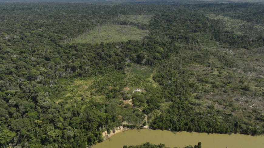 Deforestation in Brazil's Amazon drops by nearly 31% compared to previous year