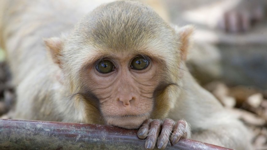 Search teams recover 25 monkeys who escaped research facility - but 18 remain at large