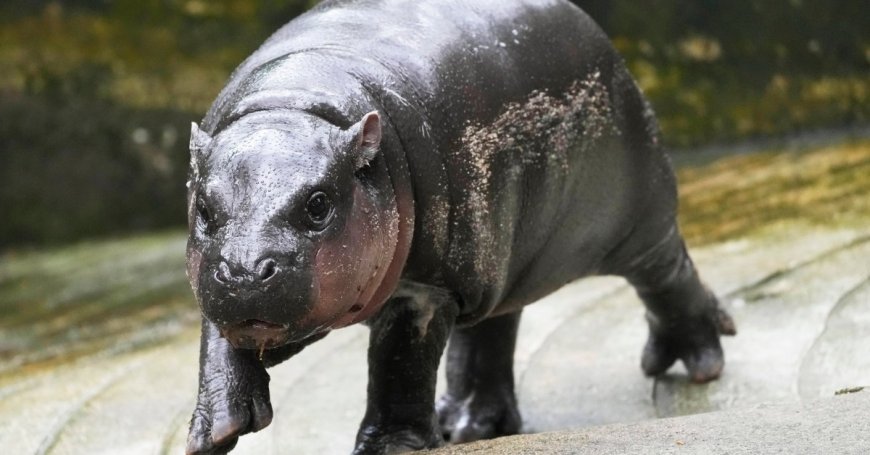 Viral Baby Pygmy Hippo Moo Deng Has an Official Song Released in Four Languages