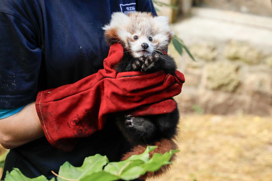 Baby Red Panda Dies After Stressed Reaction to 'Frightening Noises' from Nearby Fireworks, Zoo Says