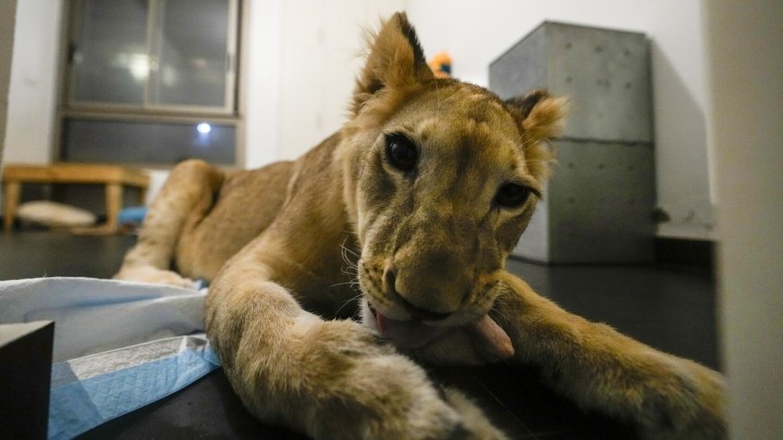 A lion cub evacuated from Lebanon to a South African sanctuary escapes airstrikes and abuse