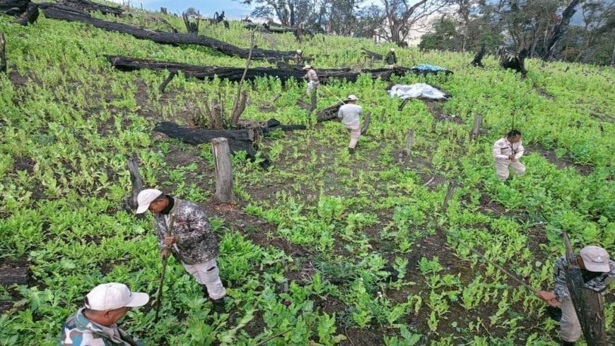 Assam Rifles crackdown on illegal poppy cultivation in Manipur,  destroys 6,228 acres in 5 years