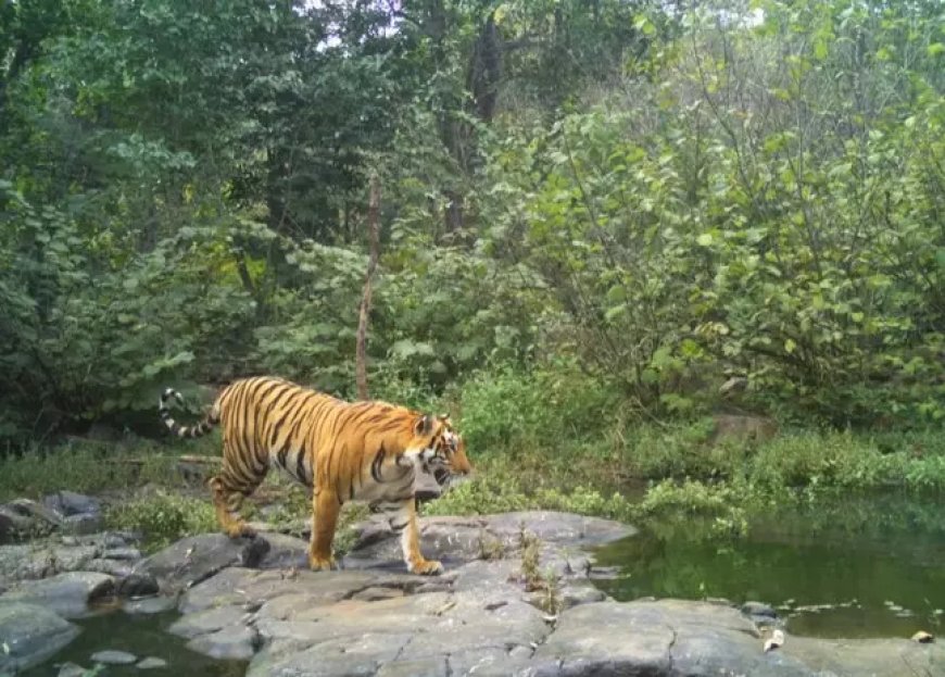 Tiger Re-enters Tadvai Forest in Mulugu