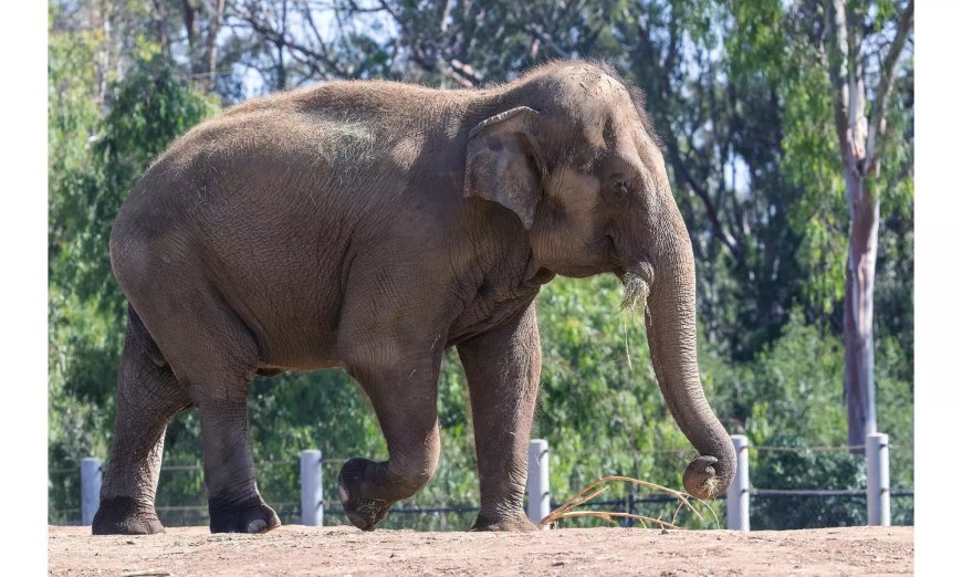 Human-animal conflict death triggers protests in Kerala