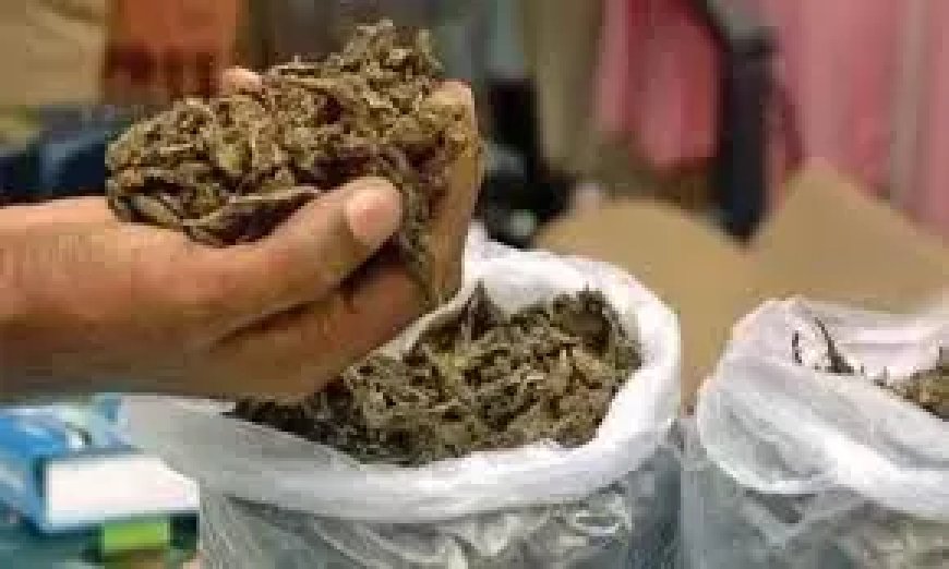 Peddler, two others held with 2kg of ganja