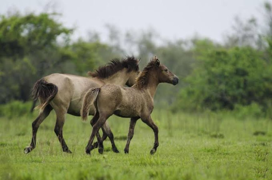 Dibrugarh’s feral horses face extinction threat amid changing landscape