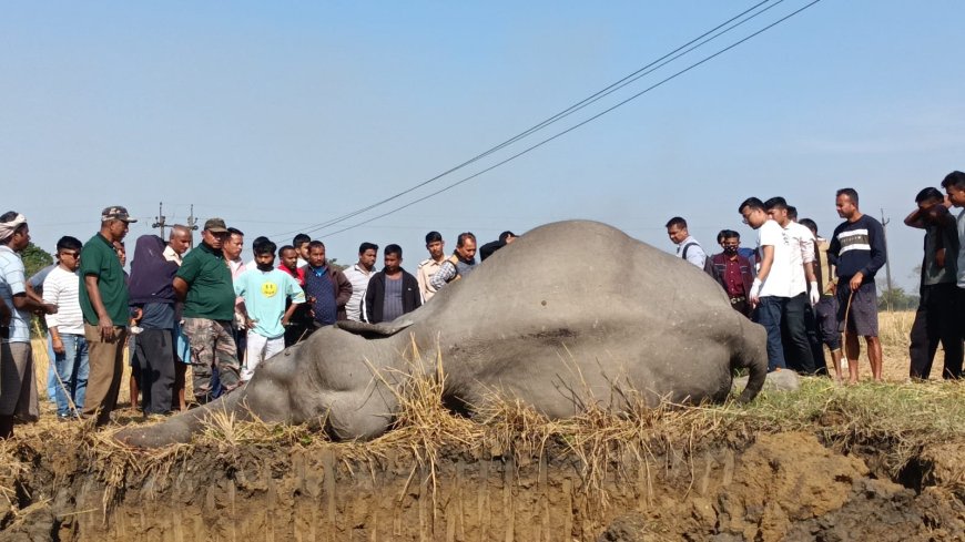 Assam, Dibrugarh-o buringni mongma bijoli nange sia