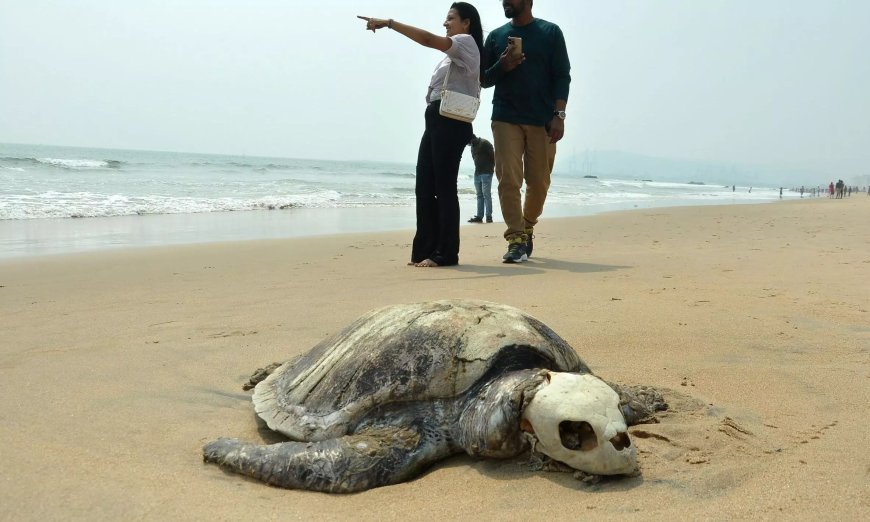 Ghost Nets Threaten Olive Ridley Turtle Arrivals Along Vizag Coast