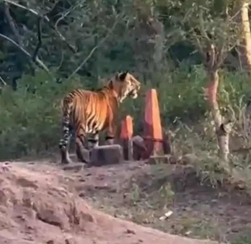 Adivasi Pilgrimage Sites Frequented by Tigers