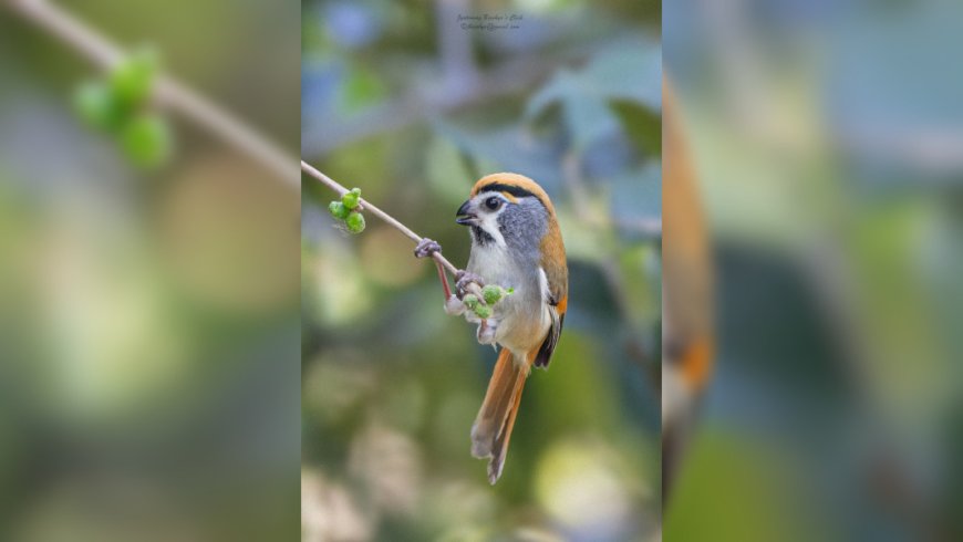 Black-throated Parrotbill Rediscovered: A Rare Encounter in Meghalaya’s Wilderness