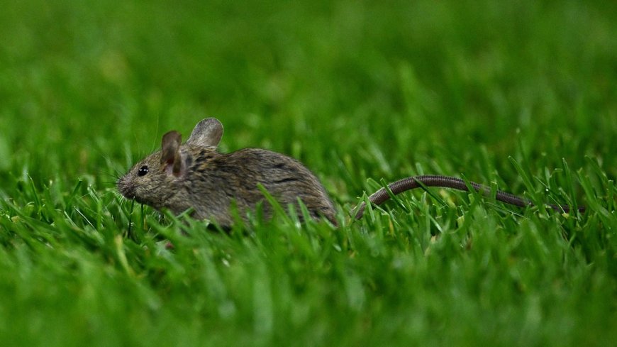 Man United hit by MICE infestation at Old Trafford as stadium's hygiene rating is slashed after inspectors find evidence of rodents in FOOD kiosk and suites