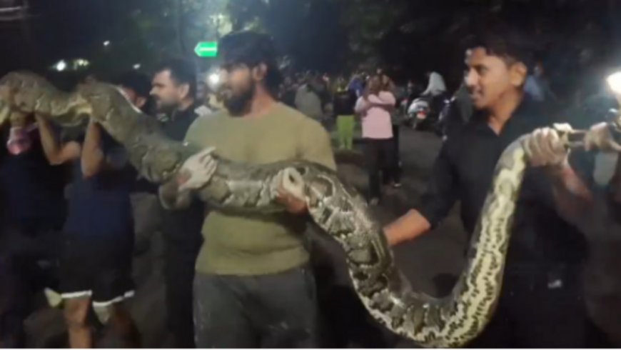 Assam University-o foot 17 mangni gita bakrogipa Burmese Python-ko jokata