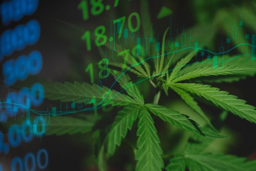 Cannabis Market 2024 Year-End Review