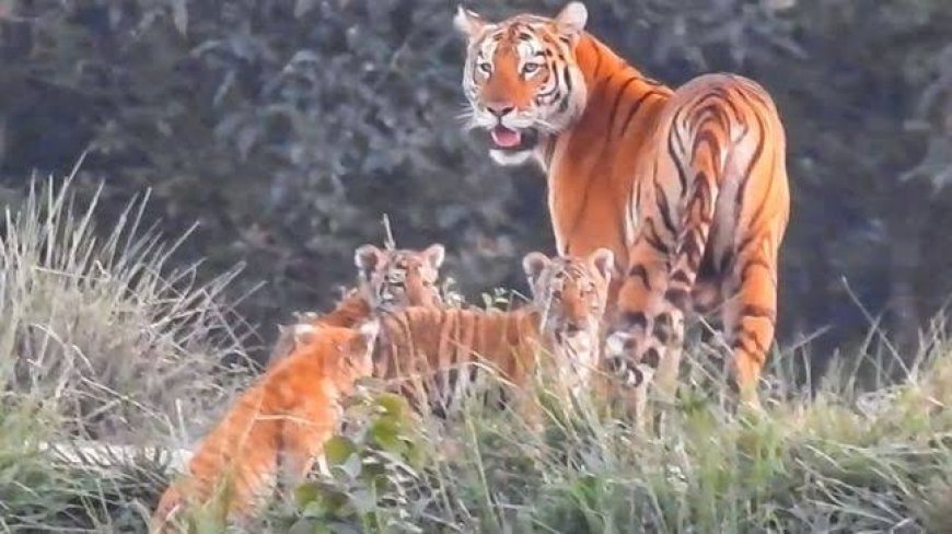 Kaziranga National Park-o matcha bi•sa mang 3-ko nika