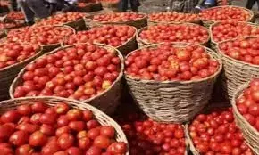 Farmers struggle as tomato prices plummet