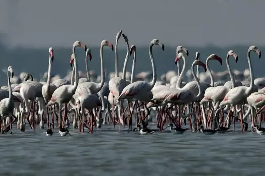 Flamingo festival to make grand return in 2025