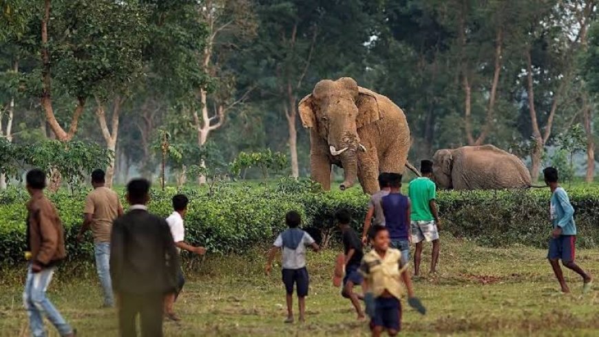 Assam forest department, mande aro matburingni gisepo tom•tomaniko ra•bana community programko a•bachengata