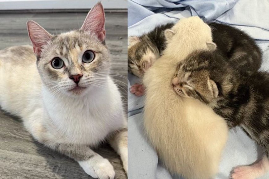 Soon After They Bring Cat into Their Home, She Has Kittens in a Room, Ready for New Beginning