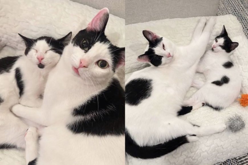 Cat Adopts Kitten that Looks So Much Like Her, They Complete Each Other in Most Precious Way