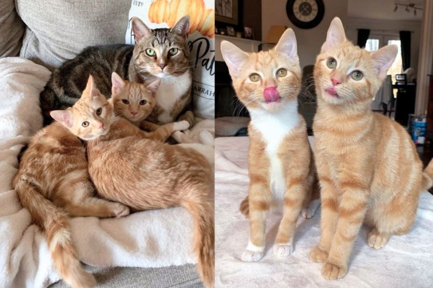 Kittens Living by Train Tracks Find House Cats Who Teach Them How to Trust