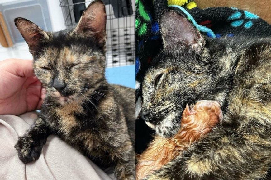 Cat Taken in from an Apartment Complex Days Before Christmas, 48 Hours Later, She Has Kittens