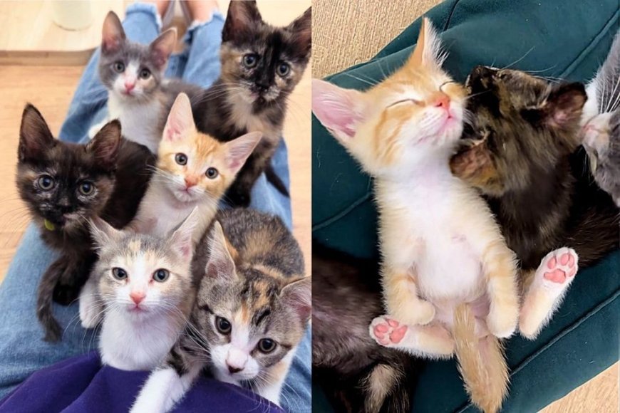 Six Kittens Rescued from Shelter are on a Mission to Find Warm Laps this Holiday Season