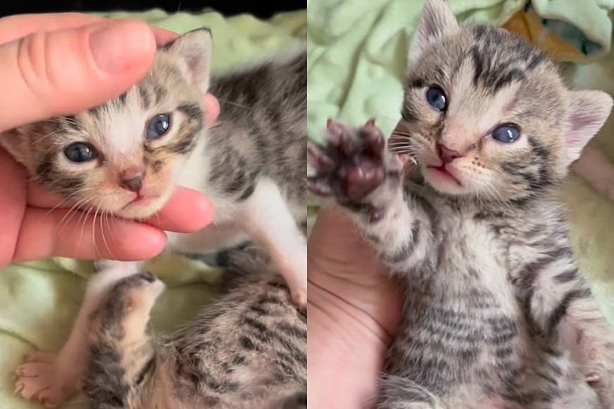 They Never Give Up Looking for the Rest of Stray Cat Family After Finding One of the Kittens