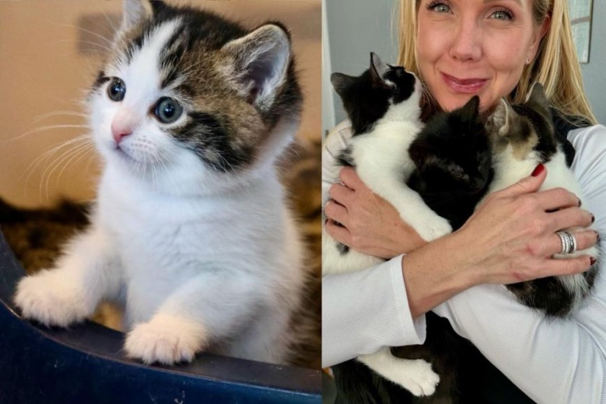 Woman Planned to Get a Pair of Kittens but Left with Three in Her Arms, the Best Outcome Ever