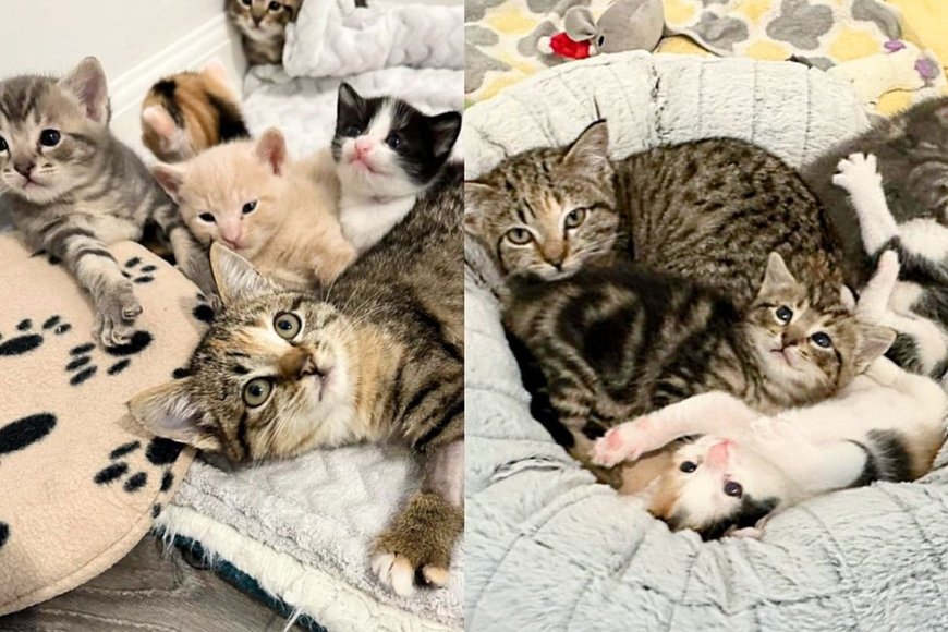 They Take in Kitten Who Needs Help and Watch as Other Cats Accept Her in the Most Adorable Way