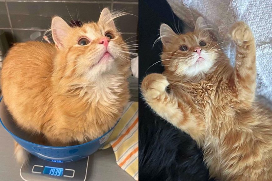 Kitten Follows Other Cats to a Home for Some Food and Soon His Life Transforms