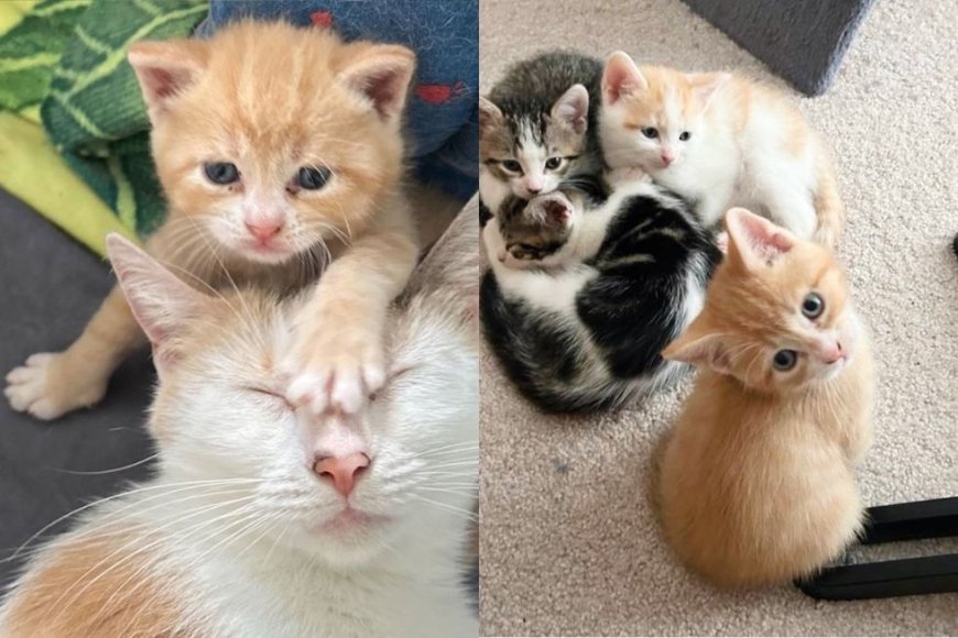 Stray Cat Waited Until People Took Her in, Within 2 Days, She Brought Kittens into the World