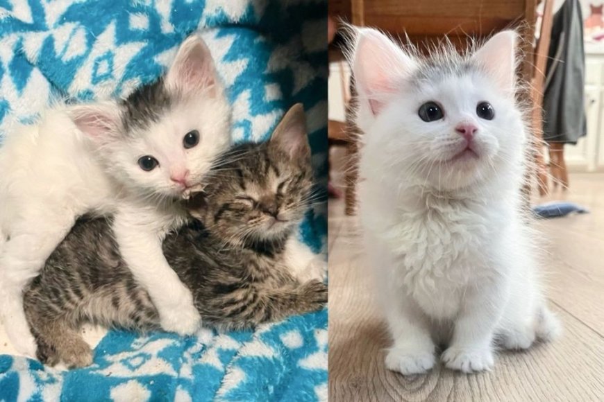 People Follow the Sound of Kittens to a Tree Stump and Discover Three Kittens Inside Just in Time