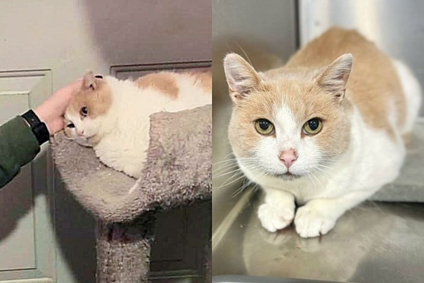 They Want a Kitten but are Chosen by a Shy Shelter Cat Who Waited Months for Them