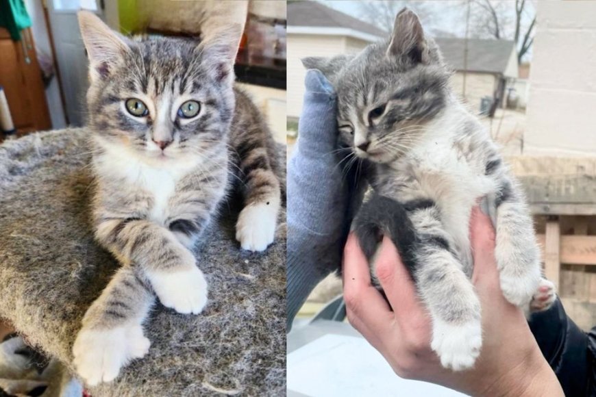 For Days Kitten Hides Among a Pile of Logs, People Show Up, Determined to Change Her World