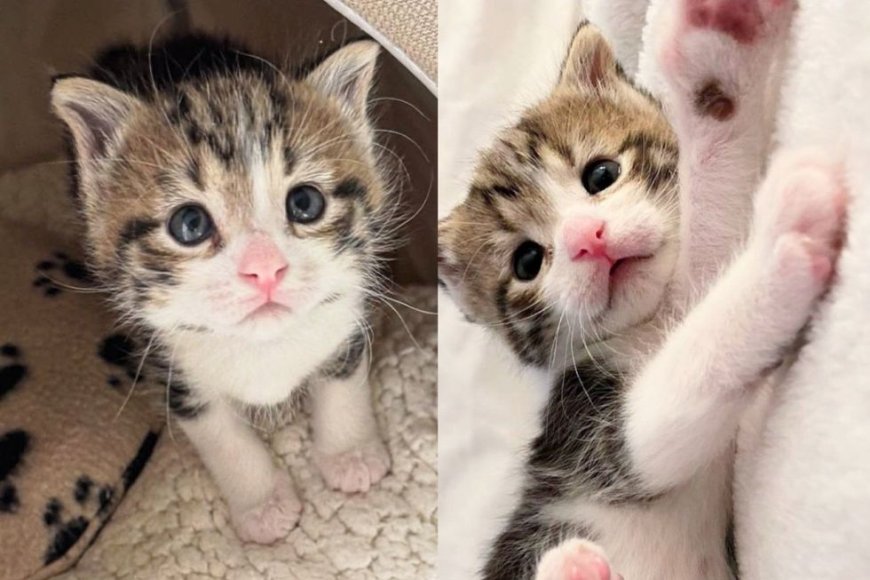 Kind Person Discovers a Kitten in the Yard, He's So Tiny but Already a Fearless 'Warrior'