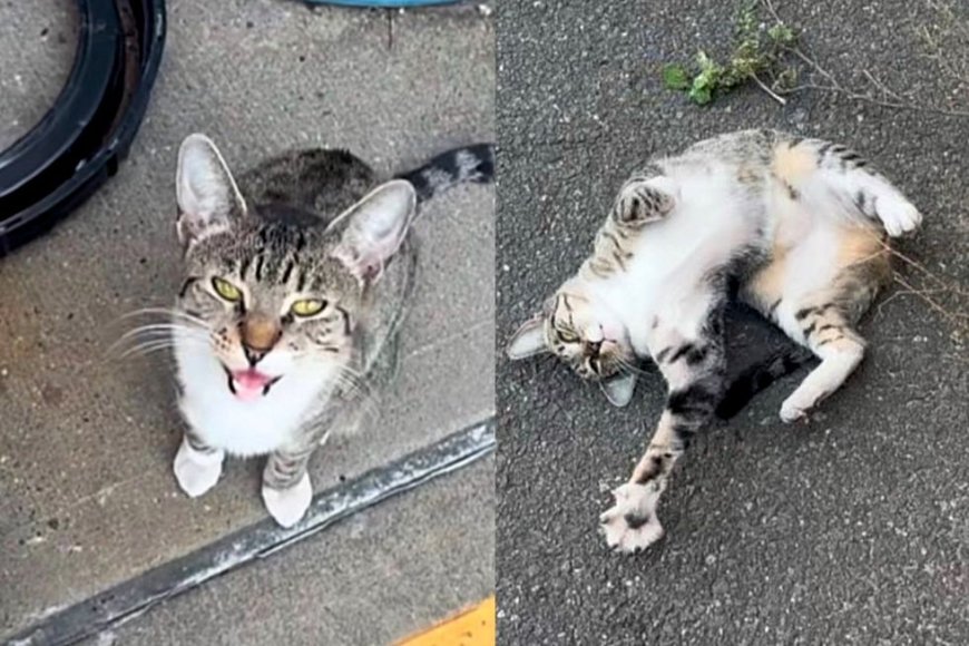 Cat Decides to Stick Around a Firehouse, Asking Everyone for Attention Until She Gets What She Wanted