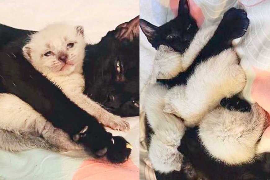 Cat Found by Passerby Who Couldn't Leave Her Behind, They Ended Up Saving 6 Kittens too