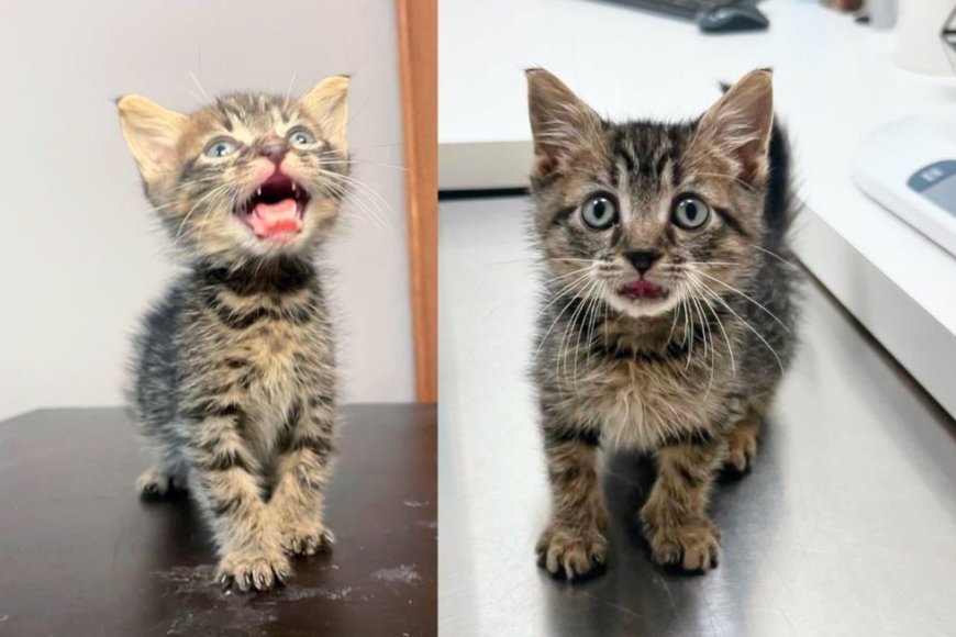 They Come Across Shelter Kitten Who Looks Constantly 'In Shock' and Can't Leave without Him