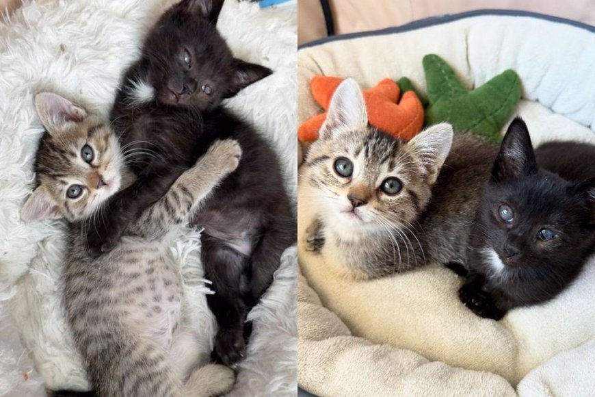 Family Opens Their Home to Shelter Kittens and Quickly Notices How Much They Depend on Each Other