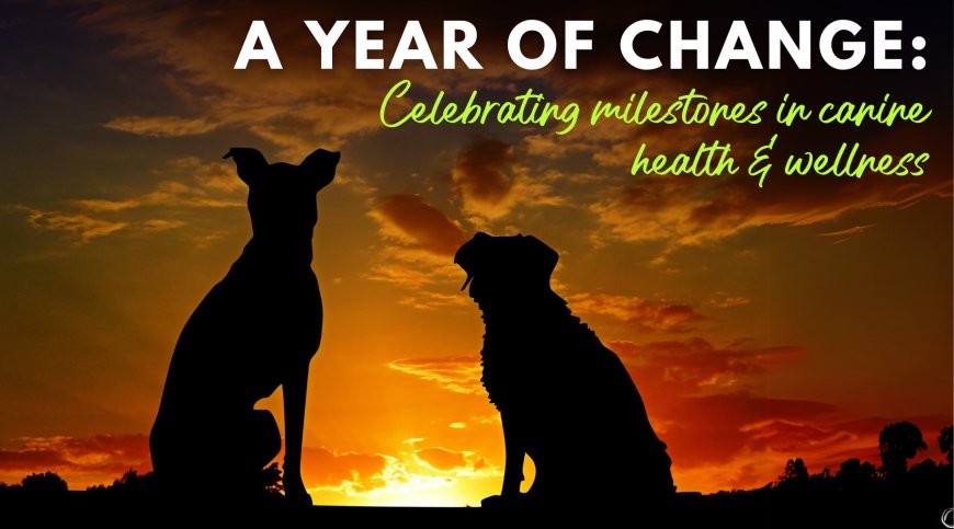 A Year of Change: Celebrating Milestones in Canine Health and Wellness