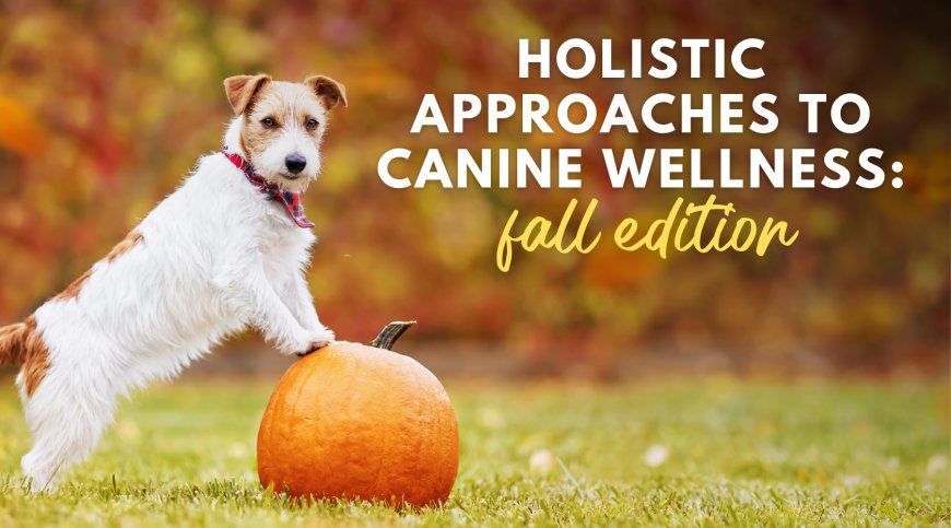 Holistic Approaches to Canine Wellness: Fall Edition